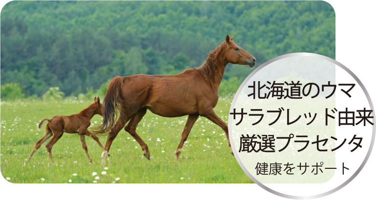 北海道のウマ サラブレッド由来 厳選プラセンタ
