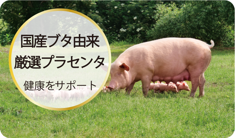 国産ブタ由来厳選プラセンタで健康をサポート