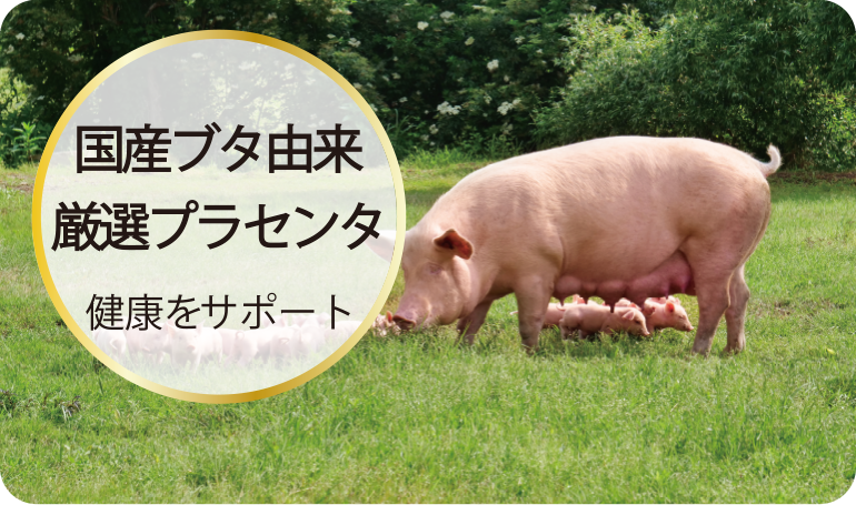 国産ブタ由来厳選プラセンタで健康をサポート